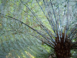 Silver Fern Fronds, North Island, New Zealand Photographic Print