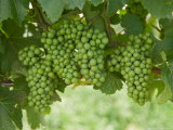 Pinot Noir Grapes, Domain Road Vineyard, Bannockburn, Central Otago, South Island, New Zealand