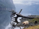 Buy Sow with Cub, Rainforest of British Columbia at AllPosters.com