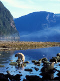 Buy Sow and Stream in Rainforest of British Columbia at AllPosters.com