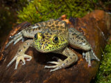 Bullfrog on Log
