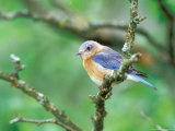 Female Eastern Bluebird