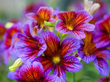 Buy Painted Tongue Blooms, Sammamish, Washington, USA at AllPosters.com