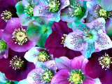 Buy Heliborus Pattern of Winter Blooming Flower, Sammamish, Washington, USA at AllPosters.com