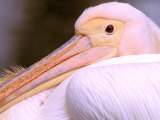 Pink-Backed Pelican, Delta Dunarii, Romania