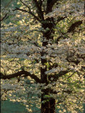Buy Dogwood Tree Filled with Blooms in Springtime at AllPosters.com