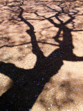 Buy Jacaranda Trees Blooming in City Park, Buenos Aires, Argentina at AllPosters.com