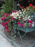Buy Flowers Outside Cafe, Zermatt, Switzerland at AllPosters.com