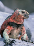 Marine Iguanas During Mating Season, Espanola Island, Galapagos Islands, Ecuador