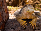Land Iguana, Laz Plazas, Galapagos Islands, Ecuador