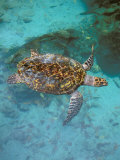 Green Turtle, Bocas Del Torro Island, Panama