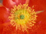 Desert Prickly Pear Cactus Flower, Casa Grande, Arizona, USA