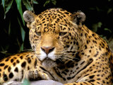 Jaguar, Amazon, Ecuador