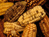 Peruvian Corn, Peru
