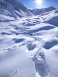 Buy Grizzly Bear in the First Snow of Autumn, Brooks Range, Alaska, USA at AllPosters.com