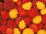 Salmonberries, Baranoff Island, Alaska, USA Photographic Print