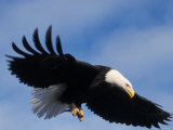 Buy Bald Eagle Flying with a Fish, Kachemak Bay, Alaska, USA at AllPosters.com