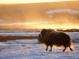 Buy Muskox Bull Silhouetted at Sunset, North Slope of the Brooks Range, Alaska, USA at AllPosters.com