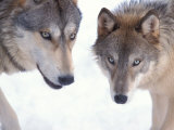 Buy Gray Wolf in Foothills of the Takshanuk Mountains, Alaska, USA at AllPosters.com