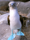 Blue Footed Booby, Galapagos Islands, Ecuador