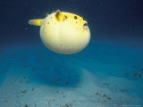Buy Pufferfish, Galapagos Islands, Ecuador at AllPosters.com