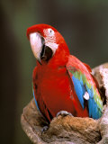 Buy Red and Green Macaw, Amazon, Ecuador at AllPosters.com