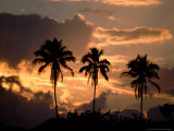 Sunset and Palm Trees, Tortuguero National Park, Costa Rica