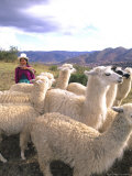Buy Inca Woman in Costume with Llamas, Cuzco, Peru at AllPosters.com