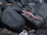 Marine Iguana and Sally Lightfoot Crabs, Galapagos Islands, Ecuador