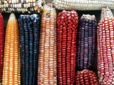 Buy Varieties of Corn that Lacandons Grow in Their Milpas, Selva Lacandona, Naha, Chiapas, Mexico at AllPosters.com