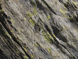 Buy Close-up of Rough Gray Tree Bark with Green Moss and Lichen at AllPosters.com