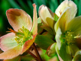 Buy Hellebores, Reading, Massachusetts at AllPosters.com