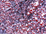 Mountain Ash Tree and Berries in Freshly Fallen Snow in Whitefish, Montana, USA