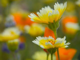 Buy Tiddy Tips and Poppies, Shell Creek, California, USA at AllPosters.com