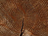 Close-up of the Rings and Cracks of Texture on a Cut Log