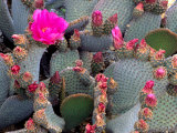 Blooming Beavertail Cactus, Joshua Tree National Park, California, USA