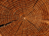 Close-up of the Rings and Cracks of Texture on a Cut Log
