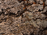 Close-up of Rough Gray and Brown Tree Bark