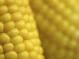 Buy Close-up of Fresh Yellow Corn on the Cob at AllPosters.com