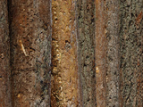 Close-up of Dark Brown Rough Tree Bark