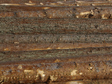 Close-up of Dark Brown Rough Tree Bark