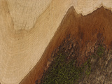Close-up of a Cut Log with Rings of Layers and Mossy Bark