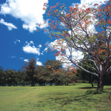 Buy Flowering Trees with Blue Sky and White Clouds at AllPosters.com