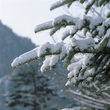 Snow Covered Trees