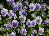 Many Colorful Little Violets Blooming