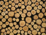 Close-up of Many Cut Logs in a Pile