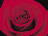 A Single Dramatic Scarlet Rose Bloom