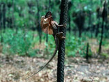 Buy Frill-Necked Lizard (Chlamydosaurus Kingi) Hugging Tree., Australia at AllPosters.com