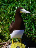 Buy Brown Booby (Sula Ieucogaster) with Yellow Feet, Cayos Cochinos, Islas De La Bahia, Honduras at AllPosters.com