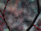 Morning Dew on a Spiders Web Near Mt. Hood, Mt. Hood, Oregon, USA